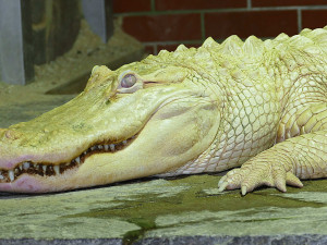 Albín aligátora severoamerického