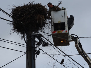 Úprava hnízda v Polžicích