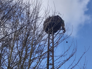 Úprava hnízda ve Kdyni