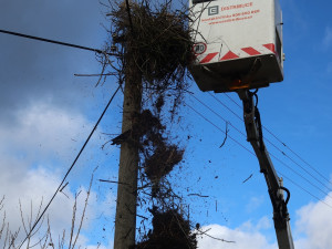 Úprava hnízda v Hyršově