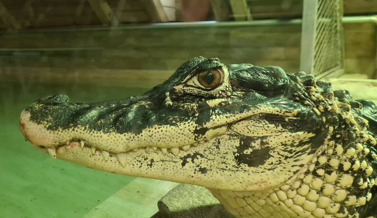  Jihočeská Krokodýlí ZOO Protivín