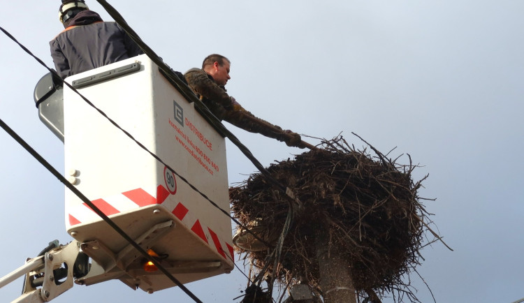 Úprava hnízda v Polžicích