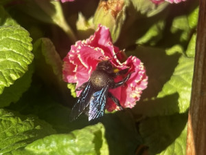 Obří černá včela zavítala do květinářství. Drvodělku přilákaly rozkvetlé petrklíče