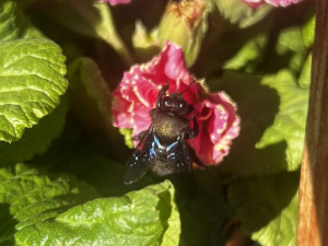 Obří černá včela zavítala do květinářství. Drvodělku přilákaly rozkvetlé petrklíče