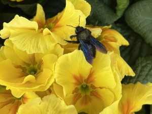 Obří černá včela zavítala do květinářství. Drvodělku přilákaly rozkvetlé petrklíče