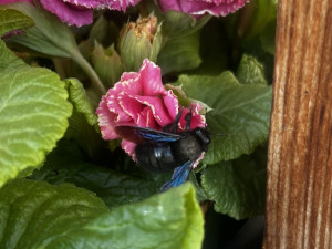 Obří černá včela zavítala do květinářství. Drvodělku přilákaly rozkvetlé petrklíče