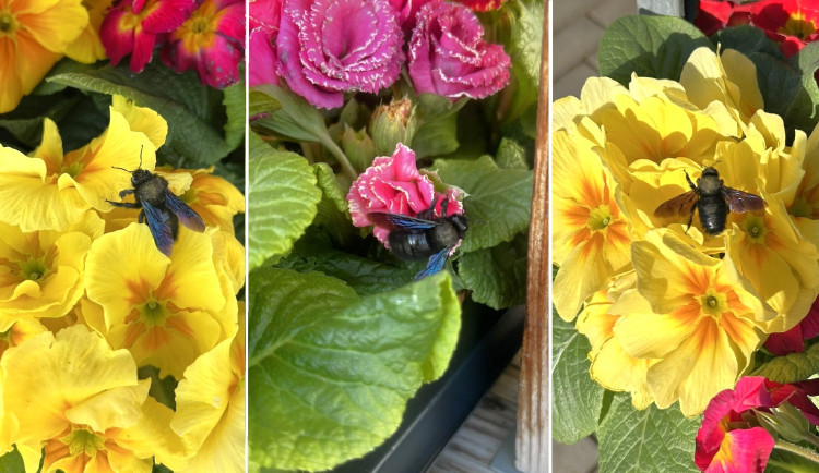 Obří černá včela zavítala do květinářství. Drvodělku přilákaly rozkvetlé petrklíče