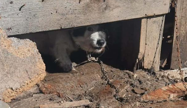 Sváťa přežíval na řetězu a ze zbytků jídla, teď je v útulku. Ten ale bojuje s kapacitami