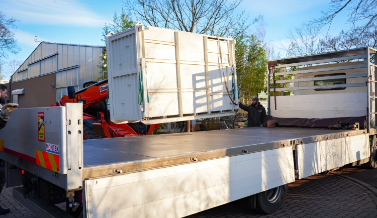 Do zoo Dvůr Králové přicestovala z Německa samice vzácného nosorožce