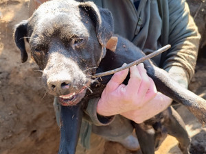 Hasiči bojují o život loveckého psa, který zmizel v jezevčí noře. Pomáhá jim i bagr