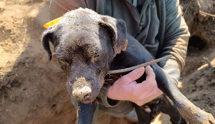 Psa se podařilo z nory dostat živého