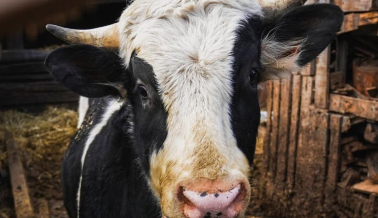 Zanedbané krávy jen o kus unikly porážce. Ochránci zvířat jim teď hledají adopce