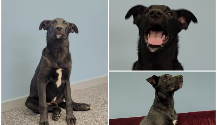 HLEDÁME PÁNÍČKA: Štěně Larry je zatím bojácné. Bude z něj ale veselý a učenlivý pes