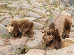Večerníčkoví medvědi se probudili ze zimního spánku, spokojeně se vyhřívají na slunci