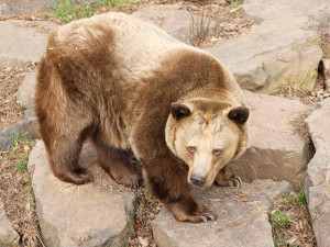 Večerníčkoví medvědi se probudili ze zimního spánku, spokojeně se vyhřívají na slunci