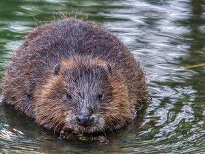 Mokřad vznikl v důsledku činnosti bobra. Území už se díky úpravám nebude rozšiřovat