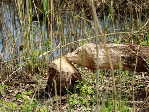 Mokřad vznikl v důsledku činnosti bobra. Území už se díky úpravám nebude rozšiřovat