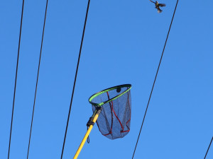 Sýkora visela na vlasci z drátů vysokého napětí. Na pomoc vyjížděli hasiči i energetici