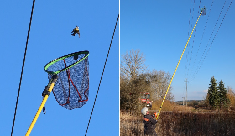 Sýkora visela na vlasci z drátů vysokého napětí. Na pomoc vyjížděli hasiči i energetici