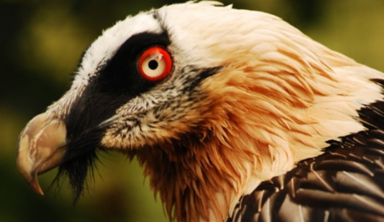 Brněnští dravci dostanou nový bejvák. V plánované voliéře se zabydlí orli a supi