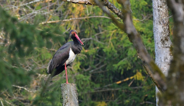 Do Česka se vrátil první čáp černý, silně ohrožený pták zamířil do Brd