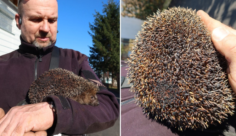 O popáleného ježka pečují v plzeňské záchranné stanici živočichů