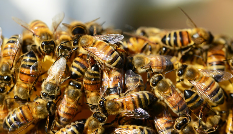 V Moravskoslezském kraji loni přibylo nákazy hnilobou včelího plodu