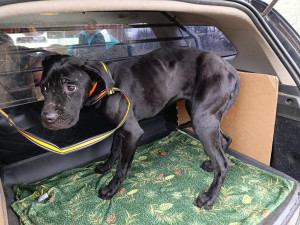 Růženka byla silně podviživená a samý kousanec.