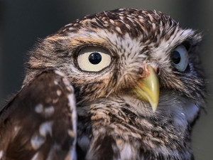 Naděje pro malou populaci ohrožených sýčků, vznikla pro ně nová vypouštěcí voliéra