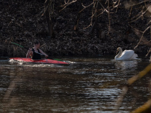 Labuťáka se podařilo dostat do malé zátoky