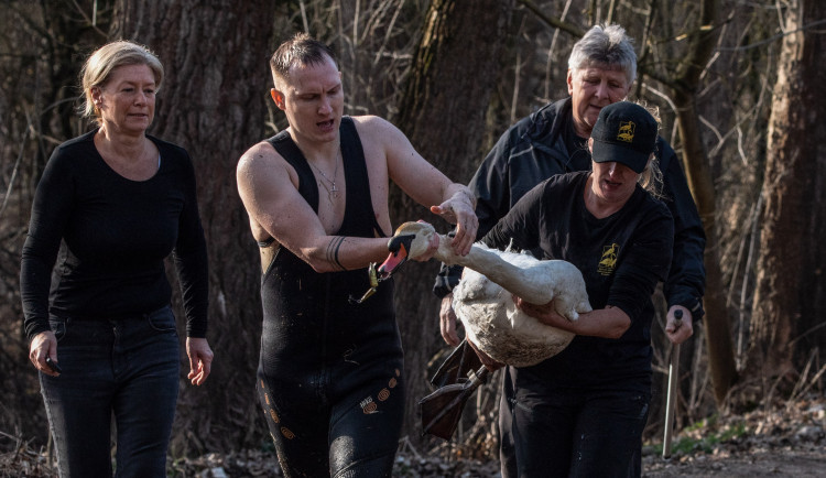 Labuťáka se nakonec podařilo odchytit