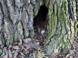 Stromolezci prořežou koruny stromů v památné aleji Kilometrovka, tři musí pokácet
