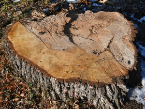 Stromolezci prořežou koruny stromů v památné aleji Kilometrovka, tři musí pokácet