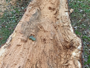 Stromolezci prořežou koruny stromů v památné aleji Kilometrovka, tři musí pokácet