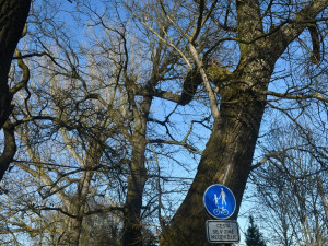 Stromolezci prořežou koruny stromů v památné aleji Kilometrovka, tři musí pokácet