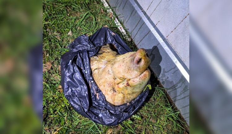 Bizarní nález u obchoďáku, někdo tam odhodil prasečí hlavu. Skončila v útulku