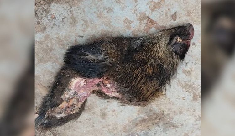 Poradci pražské náměstkyně Komrskové hodil maskovaný muž za plot hlavu kance