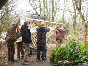 Zoo vystavuje kostru nosorožce Baabua, který tam uhynul na srdečním kolapsu