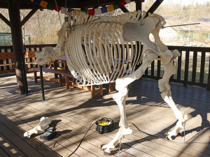 Zoo vystavuje kostru nosorožce Baabua, který tam uhynul na srdečním kolapsu