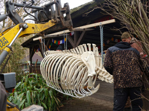 Zoo vystavuje kostru nosorožce Baabua, který tam uhynul na srdečním kolapsu
