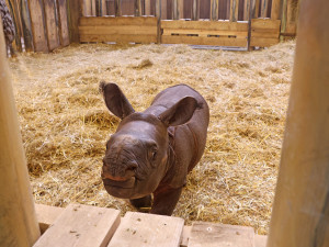 Apu přišel na svět měsíc po úmrti samce Baabua