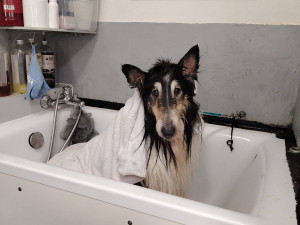 Smradlavá srst a samý dred, zanedbaný Brian po návštěvě salonu ohromně prokoukl