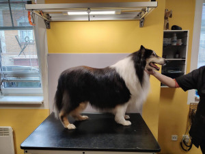 Smradlavá srst a samý dred, zanedbaný Brian po návštěvě salonu ohromně prokoukl