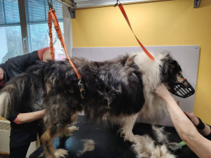 Smradlavá srst a samý dred, zanedbaný Brian po návštěvě salonu ohromně prokoukl