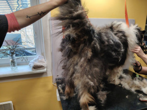 Smradlavá srst a samý dred, zanedbaný Brian po návštěvě salonu ohromně prokoukl