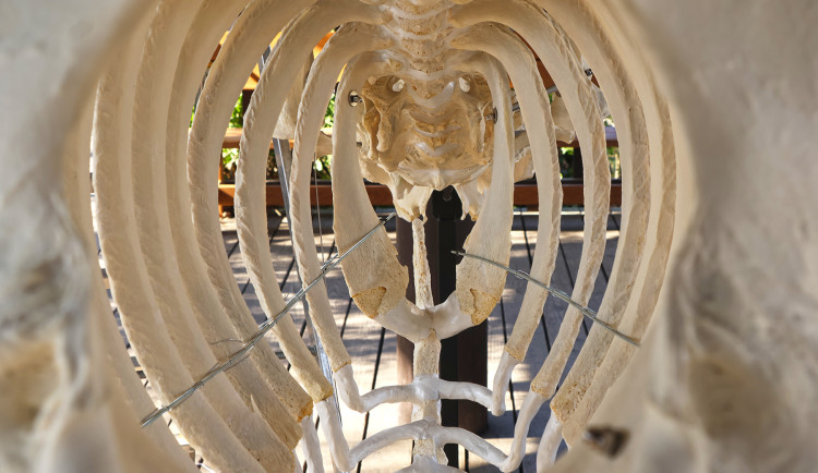 Zoo vystavuje kostru nosorožce Baabua, který tam uhynul na srdečním kolapsu