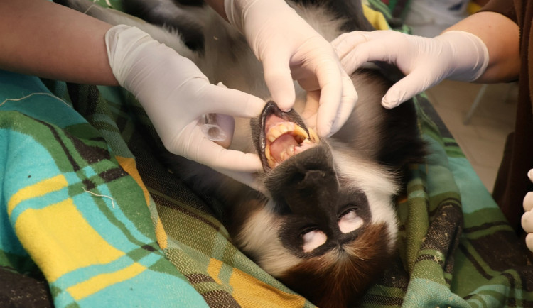 Opičák z hodonínské zoo musel na zubní, mangabej přišel o dva zuby