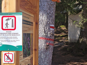 Na Šumavě uzavřeli stezku k Černému jezeru. Padají tam uschlé stromy a větve