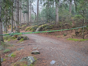 Na Šumavě uzavřeli stezku k Černému jezeru. Padají tam uschlé stromy a větve