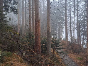 Na Šumavě uzavřeli stezku k Černému jezeru. Padají tam uschlé stromy a větve